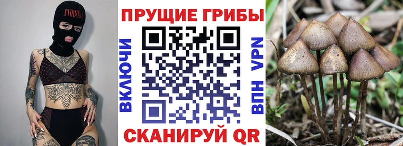 купить  сайты  Кунгур  Галлюциногенные грибы MAGIC MUSHROOMS 